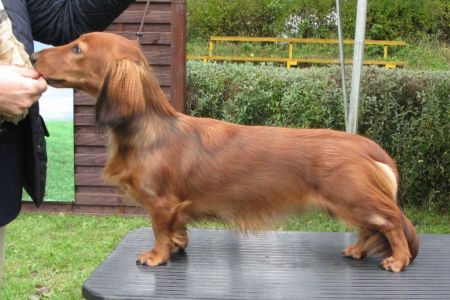 Jamnik d�ugow�osy standardowy – NIRRTI NASIRA Kollapsar